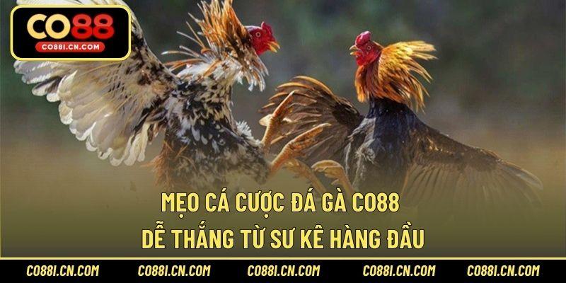 Mẹo cá cược đá gà CO88 dễ thắng từ sư kê hàng đầu