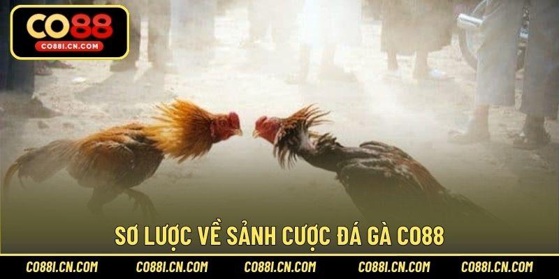 Sơ lược về sảnh cược đá gà CO88