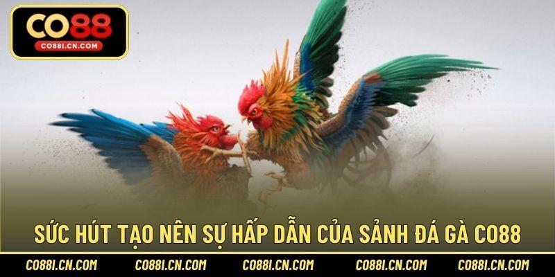 Sức hút tạo nên sự hấp dẫn của sảnh đá gà CO88